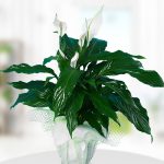 Kırıkkale Spathiphylium Barış Çiçeği