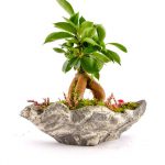 Marineris Serisi Ficus Bonsai