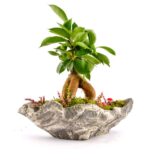 Marineris Serisi Ficus Bonsai