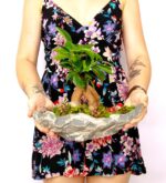 Marineris Serisi Ficus Bonsai