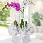 Kırıkkale Mor ve Beyaz Orkide