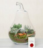 Yıldız Terrarium