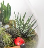 Yıldız Terrarium