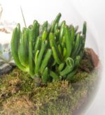 Yıldız Terrarium